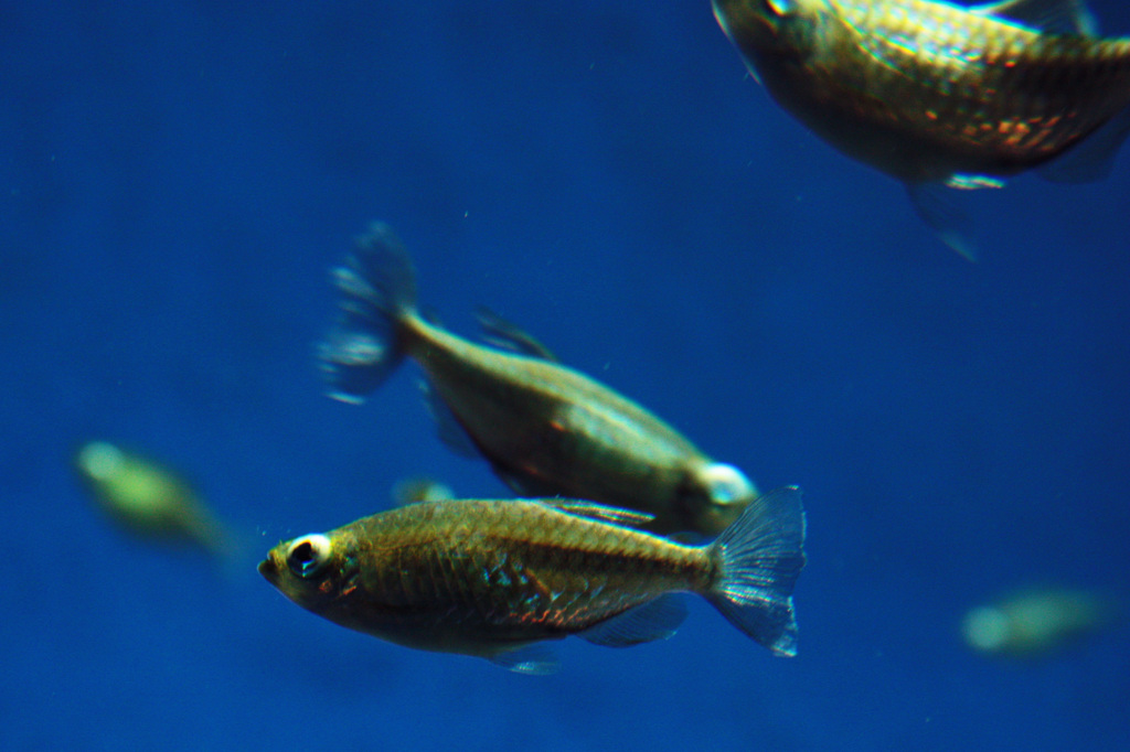 淡水魚②