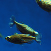 淡水魚②