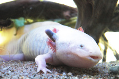 メキシコサラマンダー
