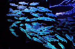 魚のオブジェ①