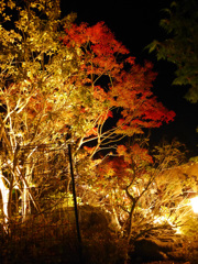 紅葉