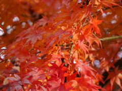紅葉