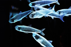 魚のオブジェ②
