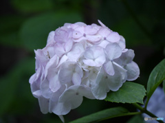 紫陽花