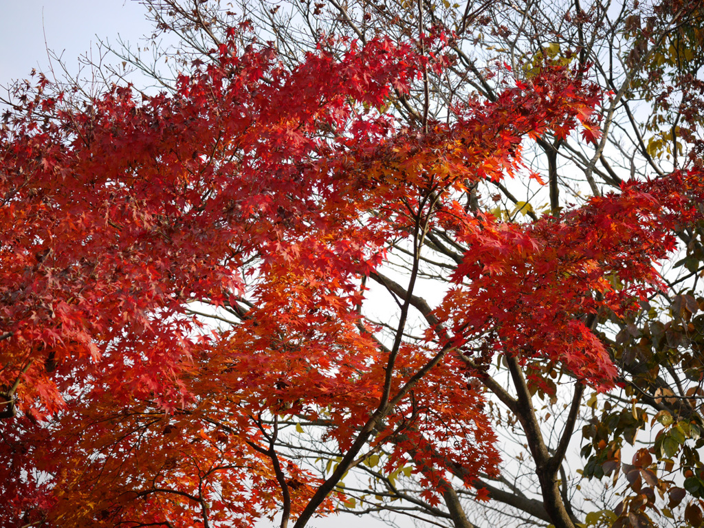紅葉