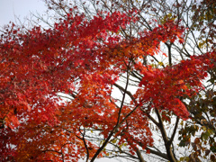 紅葉