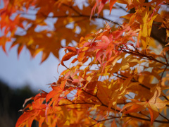 紅葉