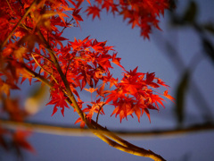 紅葉
