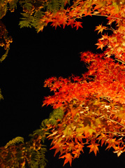 紅葉ライトアップ