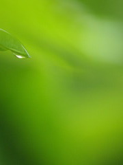 雨