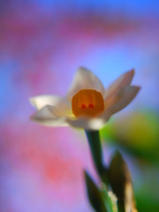 お　ね　が　い