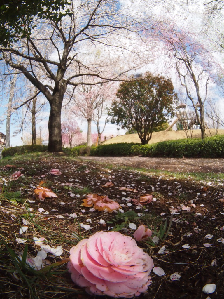 桜みる乙女