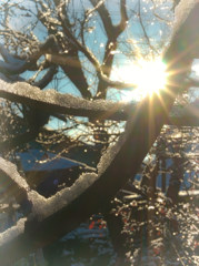 雪の日朝陽