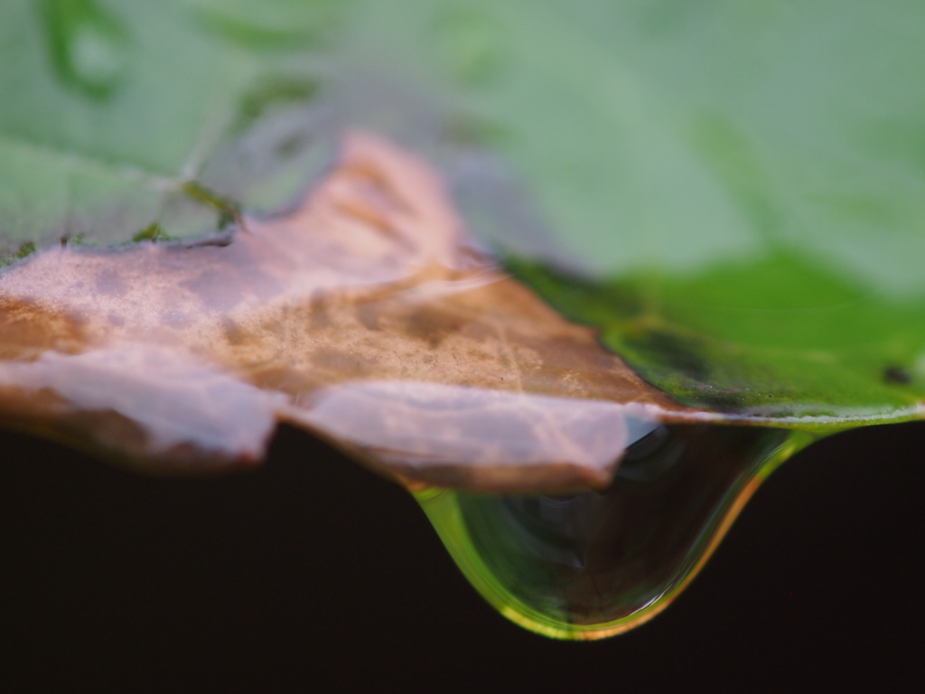 雨葉水彩