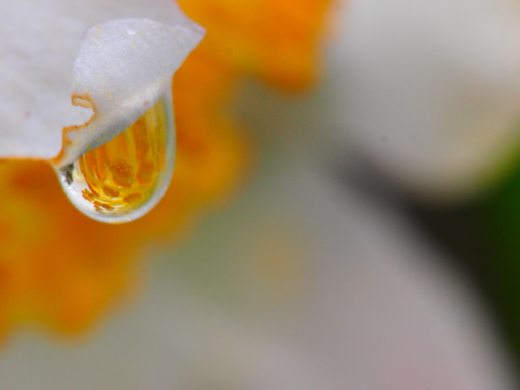 雨　山茶花