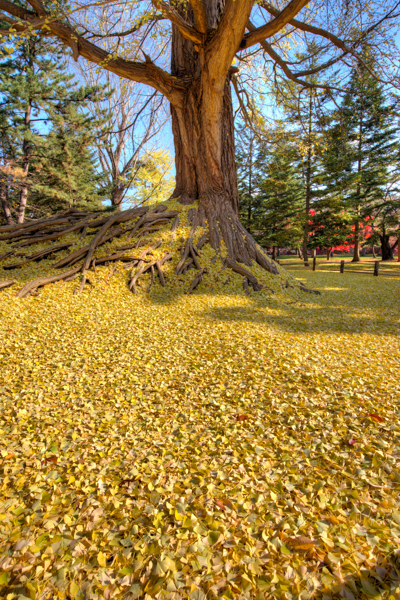 銀杏01