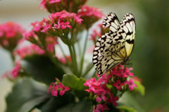 蝶と花と