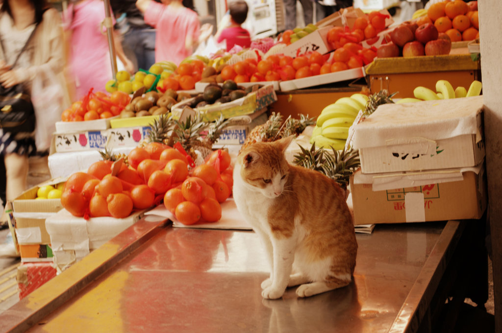 青果屋さん家のねこ
