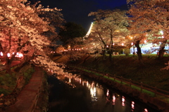 夜桜