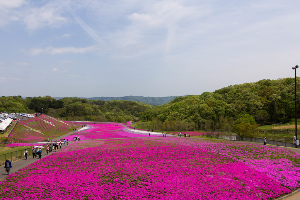 芝桜