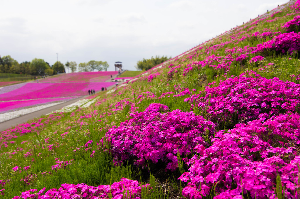 芝桜３