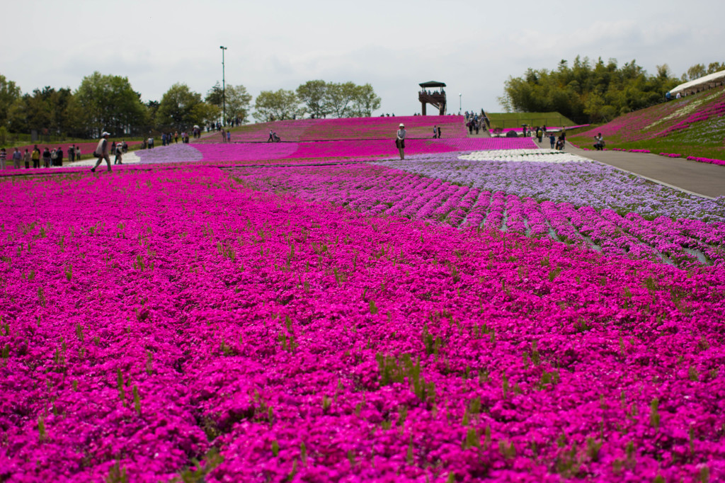 芝桜２