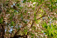 葉桜