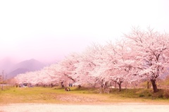 花見日和