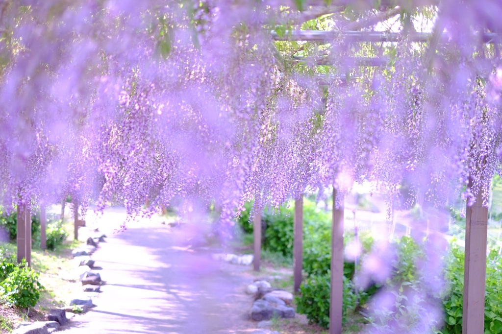 フジの花