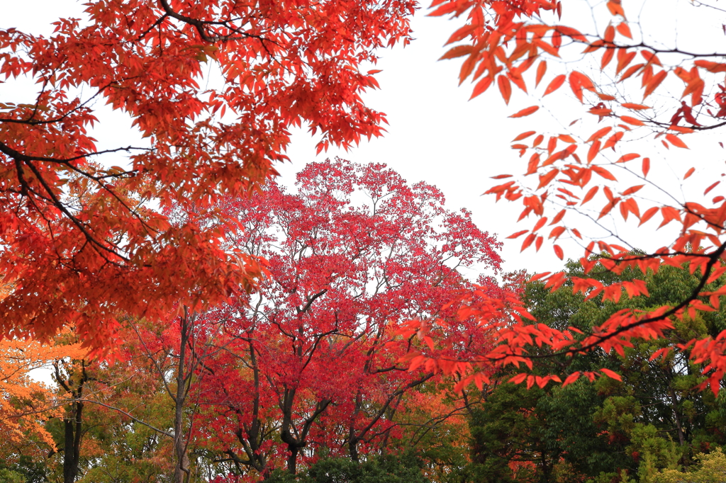 2014_11_26　中央公園3