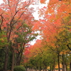 2014_11_26　中央公園10