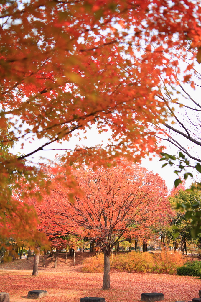2014_11_26　中央公園2