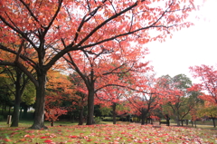 2014_11_26　中央公園5