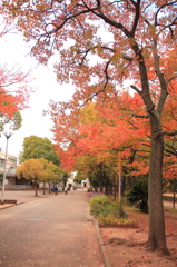 2014_11_26　中央公園9