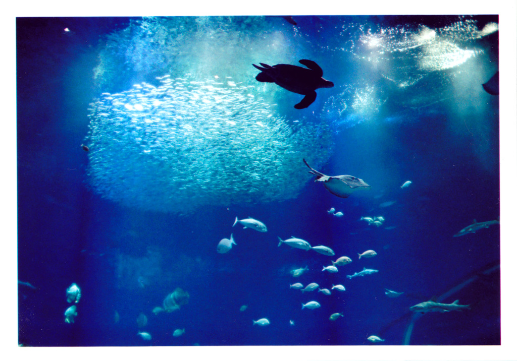  Silhouette of sea turtle