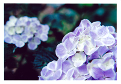艷紫陽花