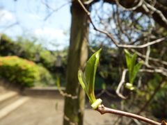 新芽まもなく開くよ