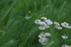 野生の稲穂？