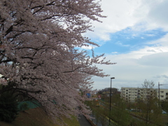 帰り道の風景2　花散らし夕暮れ