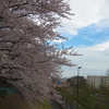 帰り道の風景2　花散らし夕暮れ