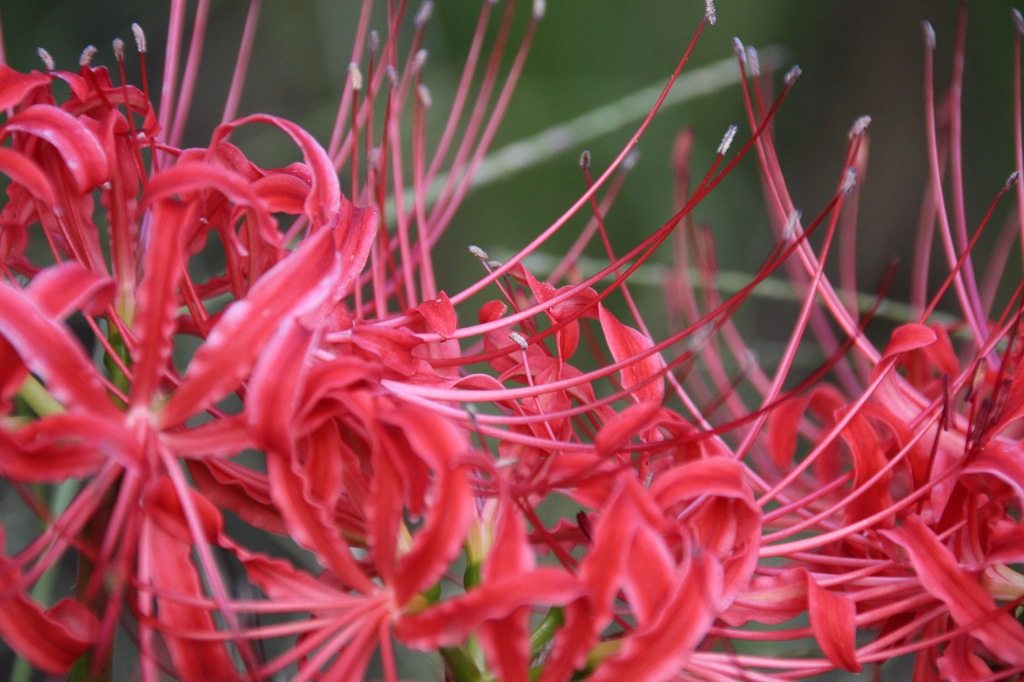 紅萌ゆる