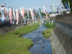 5月の空にそよぐ鯉のぼりⅡ