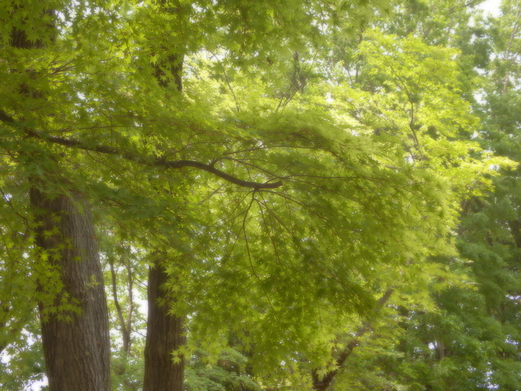 昭和記念公園　若葉