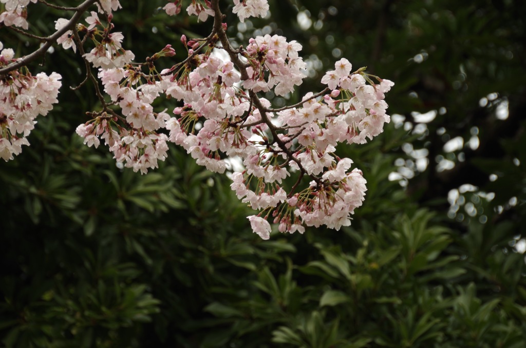 雨上がりの桜3