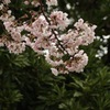 雨上がりの桜3