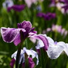 花菖蒲園にて９