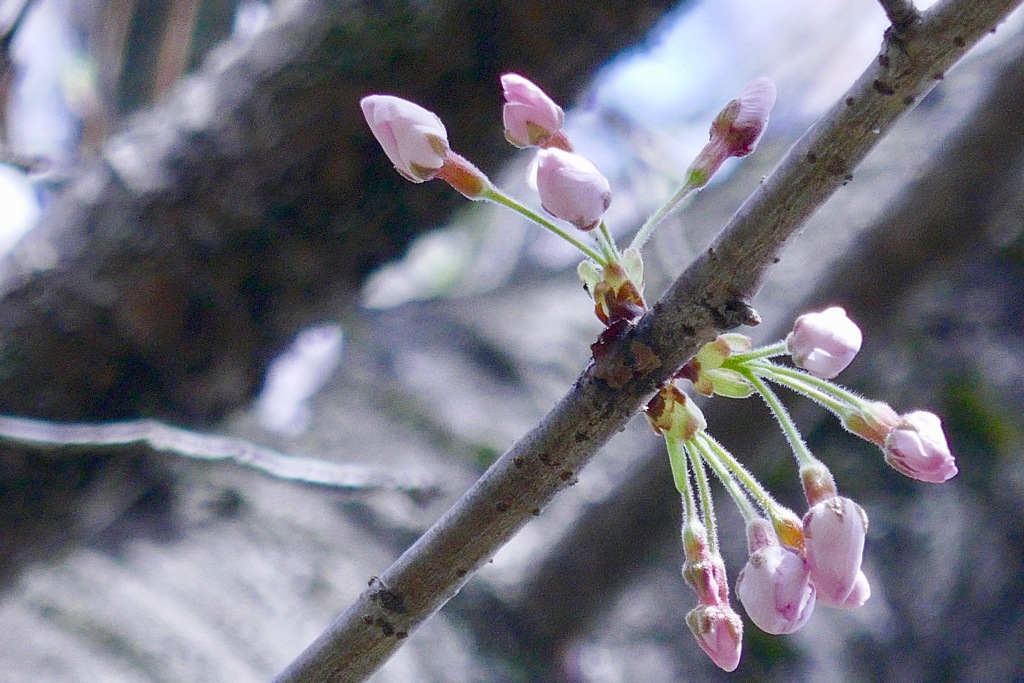 桜の日1