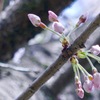 桜の日1