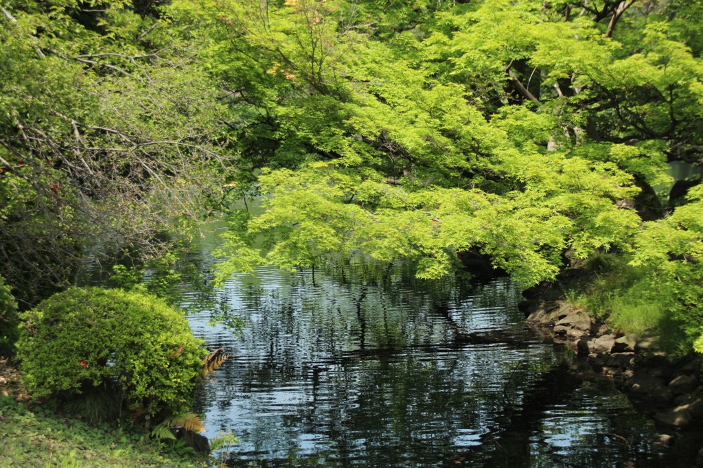 新緑の詩