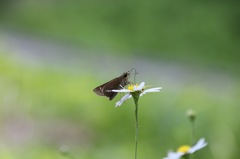 おいちいな